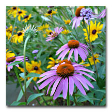 Purple Cone Flowers