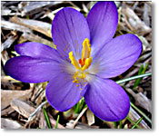 Purple Crocus -- mid-February