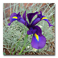 Purple Dutch Iris