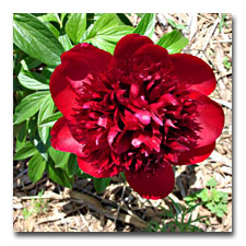 Red Charm Peony