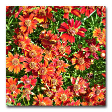 Red Coreopsis