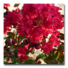 Dynamite Red Crape Myrtle