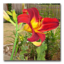 Hearts Afire - Daylily