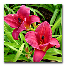 Small Red Daylily