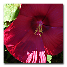 hibiscus from seed