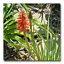 young red hot poker