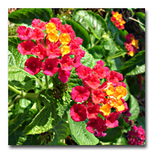 Red Lantanas