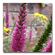 Red Salvia