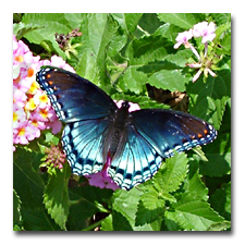 A Red Spotted Admiral