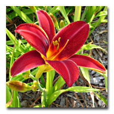 Red Velvet Daylily