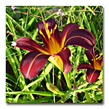 Red Daylily with yellow Throat
