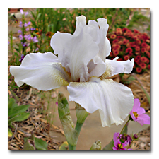 Renown Reblooming Iris