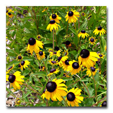 Rudbeckia