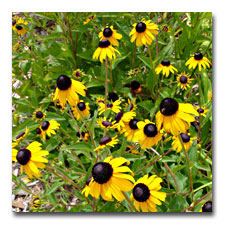 Rudbeckia