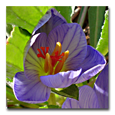 fall blooming saffron crocus