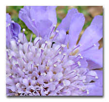 Click to see Scabiosa Plant