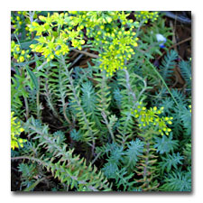 Sedum Blue Spruce