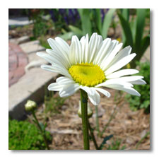 Shasta Daisy