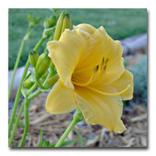 Stella de Ora daylily