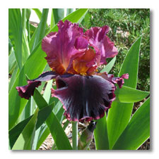 most striking dark iris