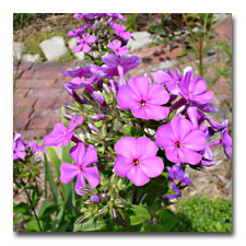 Tall Summer Phlox