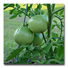 Tomato Vine