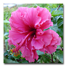 Tropical Double Hibiscus