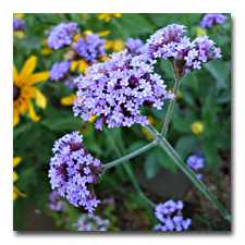 Verbena on a Stick