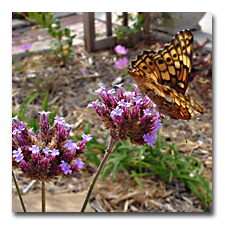 Verbena B with butterfly