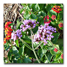 Verbena on a Stick