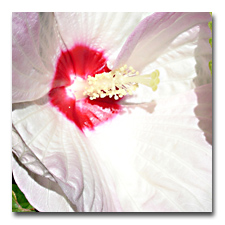 Amazingly, a white hibiscus came up from seed collected from my red ones.