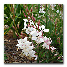 White Gaura