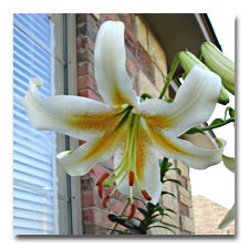 White Henryi Hybrid Lily