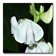 White Hyacinth Bean Vine Blossom