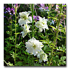 white Larkspur