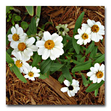 White Mexican Zinnia