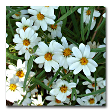 White Mexican Zinnias