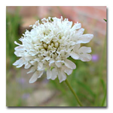 White Scabiosa