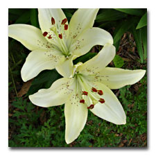 White Speckled Asiatic Lily