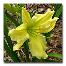 Green Flutter - daylily