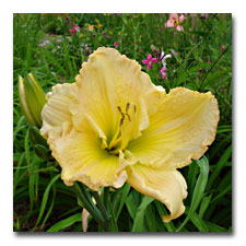 Yellow Daylily