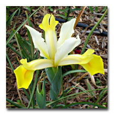 Yellow Dutch Iris