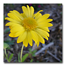 Yellow Gaillardia