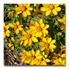 Yellow Mexican Zinnia