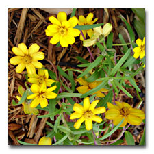 Yellow Mexican Zinnia