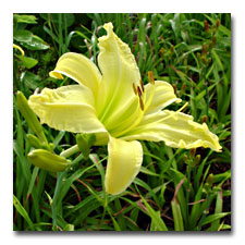 Yellow Ruffled Daylily