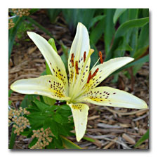 Yellow Asiatic Lily