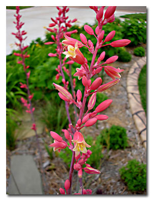  Red Yucca