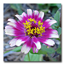 Zinnia