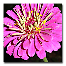 Zinnia